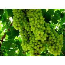 葡萄專用抗旱保水劑